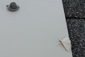 White Moth Hides on White Solar Panel Flashing